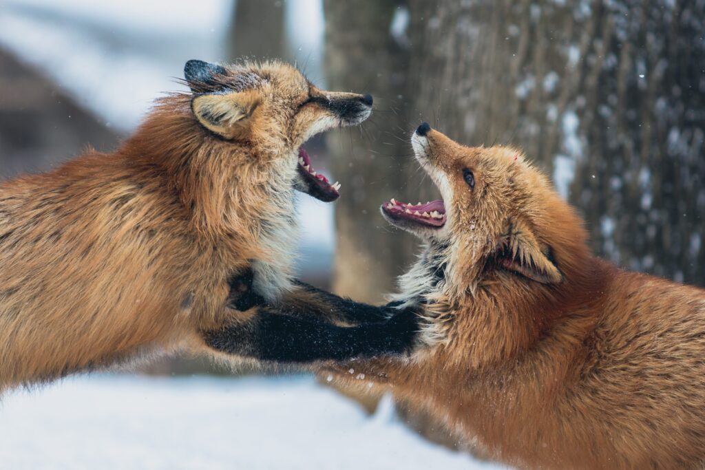 Foxes in Conflict