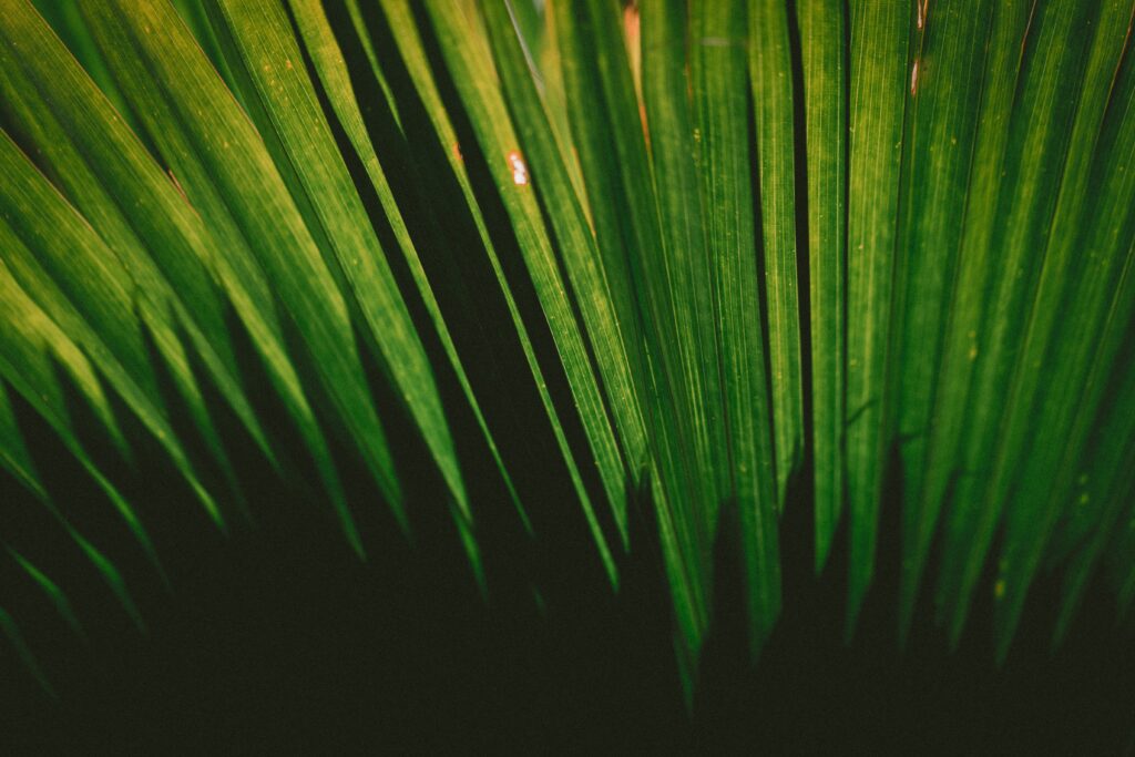 Green Palm Fronds