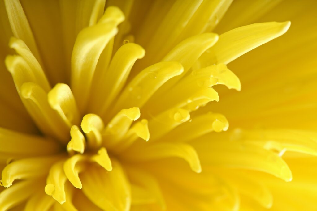 Yellow Flower Petals